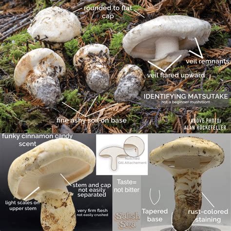 tricholoma|how to identify matsutake mushroom.